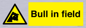 WV12048: Bull in field