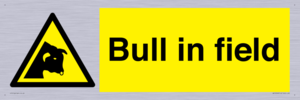 WV12048: Bull in field