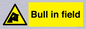 WV12048: Bull in field