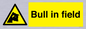 WV12048: Bull in field