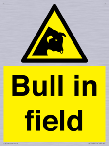 WV12048: Bull in field