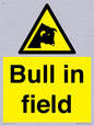 WV12048: Bull in field