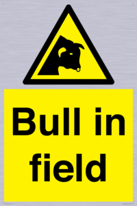 WV12048: Bull in field