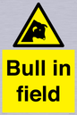 WV12048: Bull in field