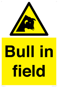 WV12048: Bull in field
