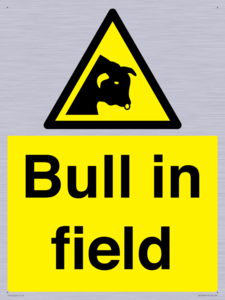WV12048: Bull in field