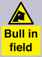 WV12048: Bull in field