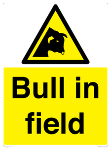 WV12048: Bull in field