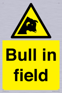 WV12048: Bull in field