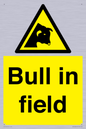 WV12048: Bull in field