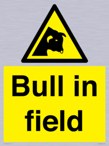 WV12048: Bull in field