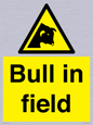 WV12048: Bull in field