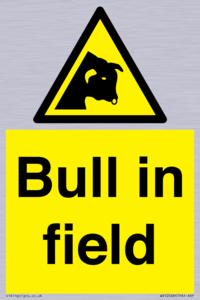 WV12048: Bull in field