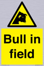 WV12048: Bull in field
