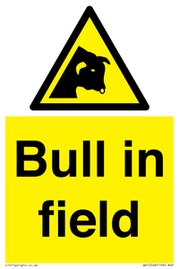 WV12048: Bull in field