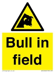 WV12048: Bull in field