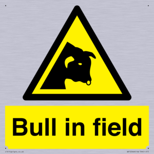 WV12048: Bull in field