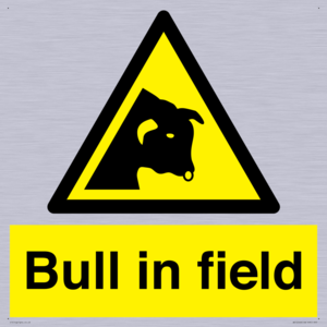 WV12048: Bull in field