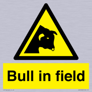 WV12048: Bull in field
