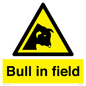 WV12048: Bull in field