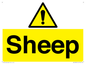 WV12090: Sheep