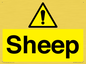WV12090: Sheep