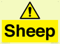 WV12090: Sheep