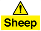 WV12090: Sheep
