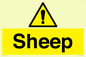 WV12090: Sheep
