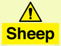 WV12090: Sheep