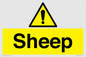 WV12090: Sheep