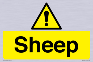 WV12090: Sheep