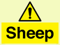WV12090: Sheep