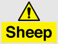 WV12090: Sheep