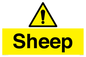 WV12090: Sheep