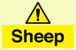 WV12090: Sheep