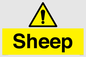 WV12090: Sheep