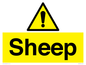 WV12090: Sheep