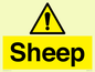 WV12090: Sheep