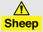 WV12090: Sheep