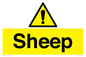 WV12090: Sheep