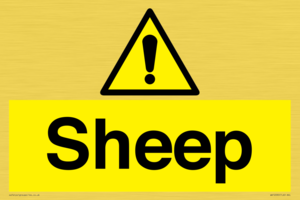 WV12090: Sheep