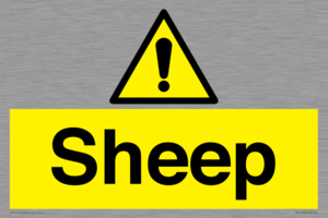 WV12090: Sheep
