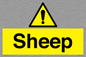 WV12090: Sheep