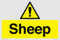 WV12090: Sheep