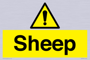 WV12090: Sheep