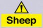WV12090: Sheep