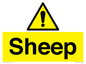 WV12090: Sheep