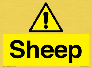 WV12090: Sheep