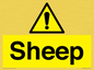 WV12090: Sheep